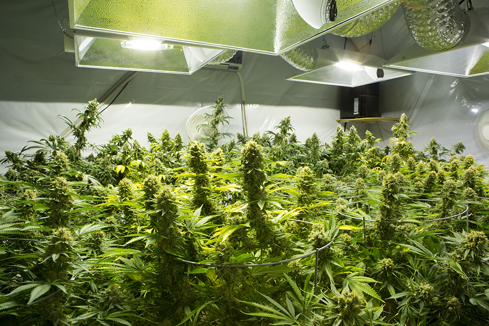 Cannabis Flowering Week by Week