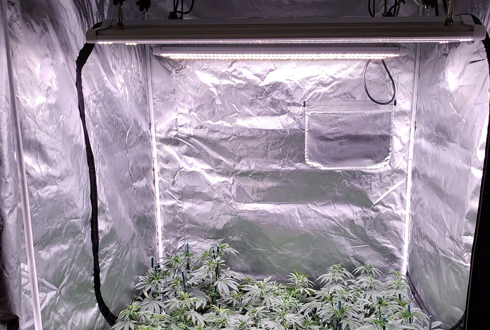 7 Best LED Grow Lights for Cannabis IndoGrow