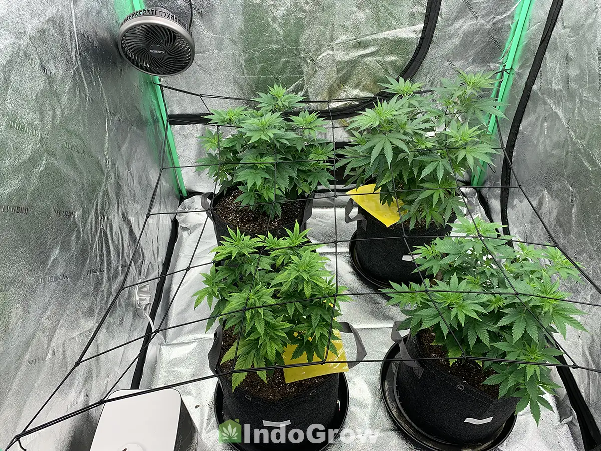 Cannabis Plants in 5 Gallon Fabric Pots