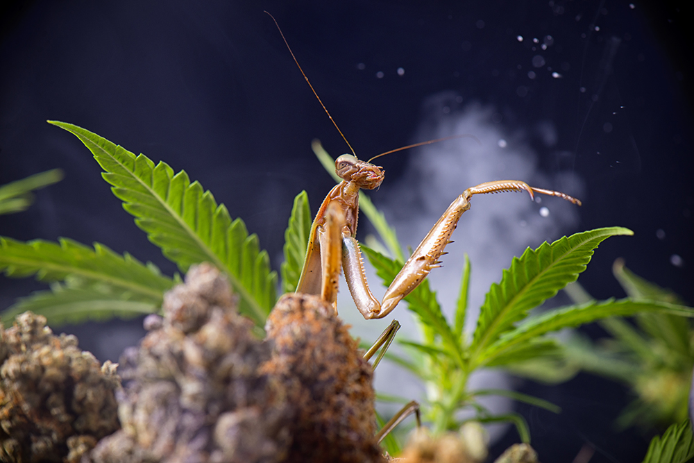 Cannabis Bugs