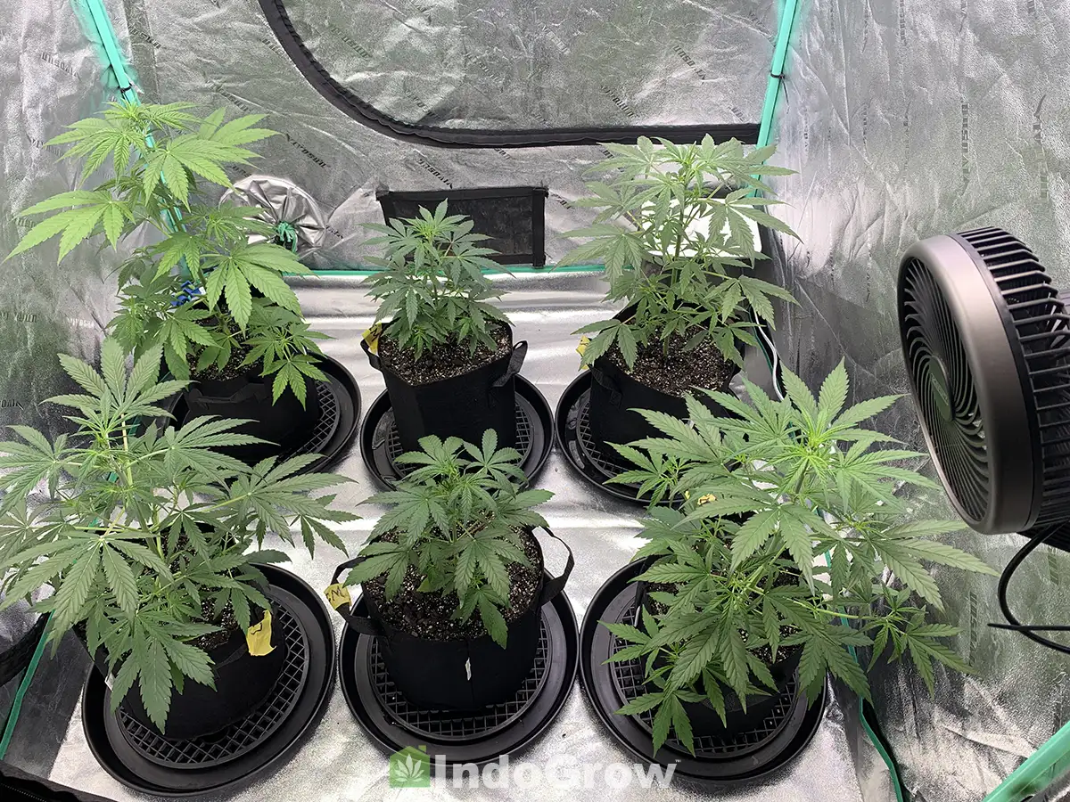 Marijuana Plants in 3 Gallon Pots