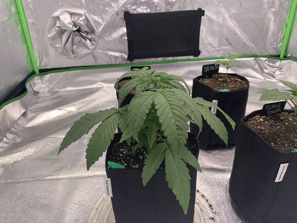 Overwatered Cannabis Plant