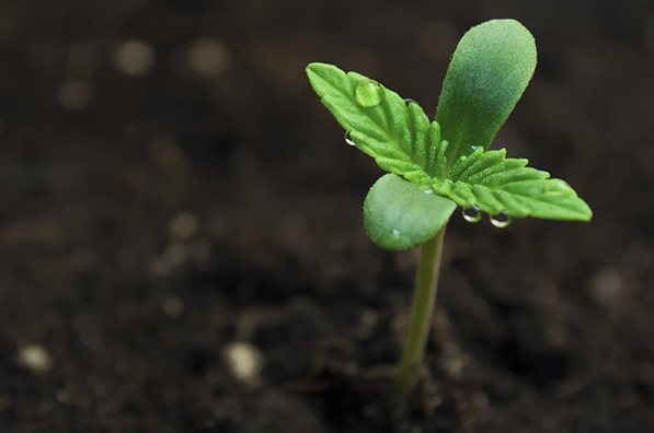 Best Way to Germinate Marijuana Seeds