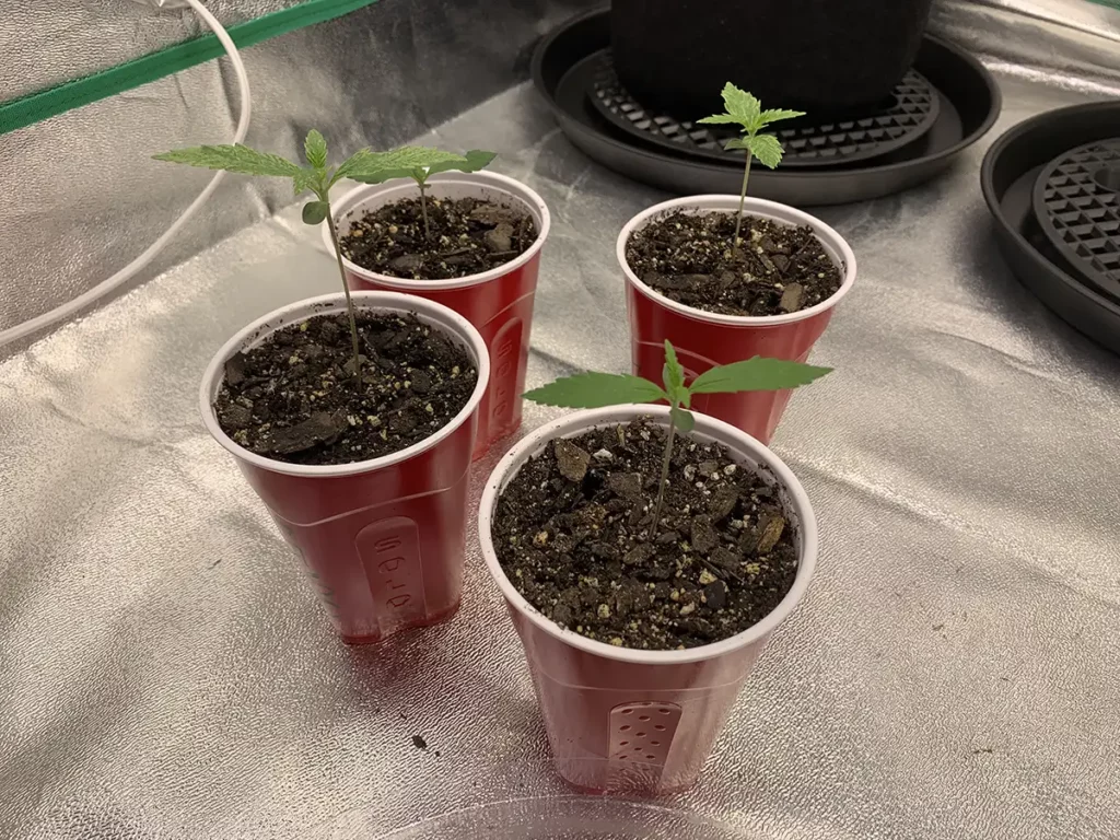Starting Weed in Solo Cups