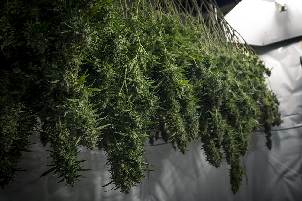 When To Harvest Cannabis