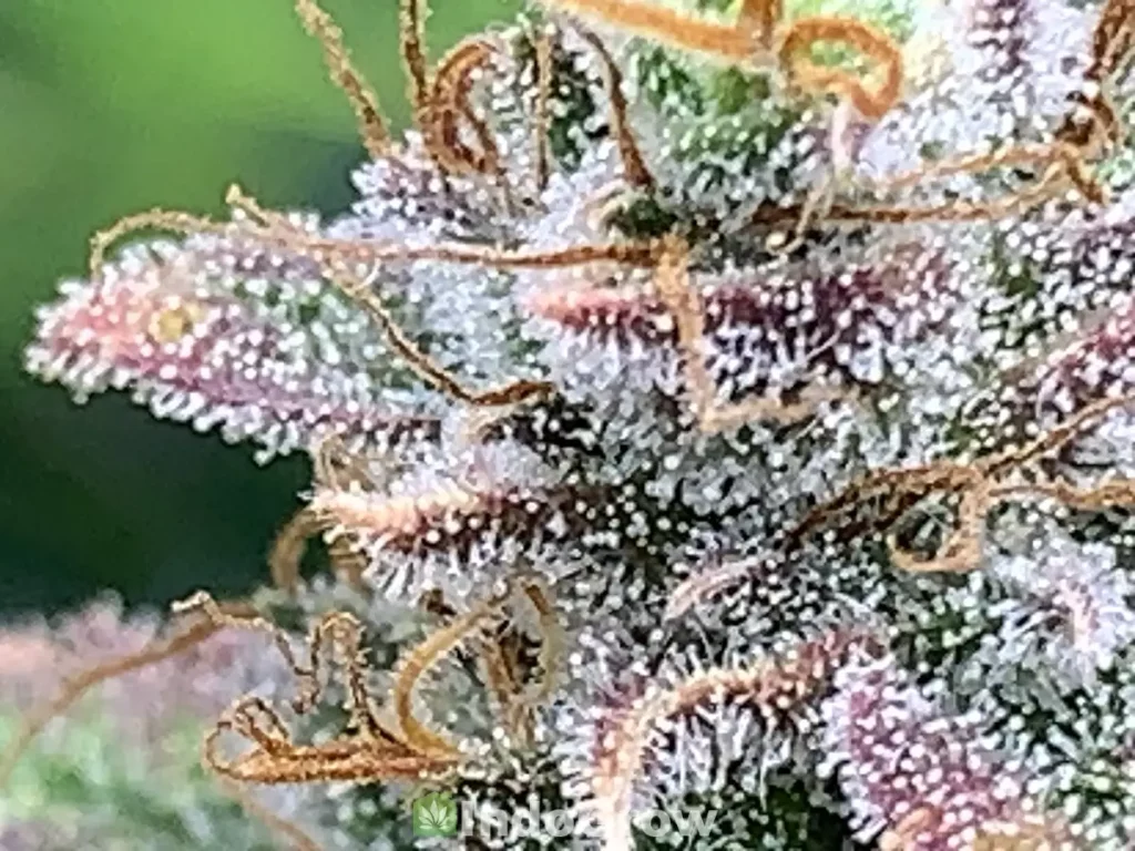 White Milky Trichomes on Cannabis