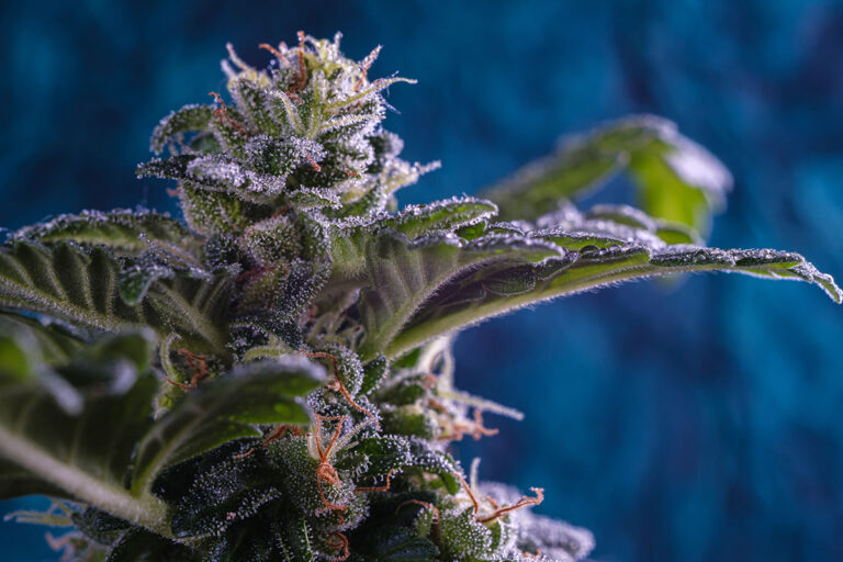 Blue Dream Strain IndoGrow