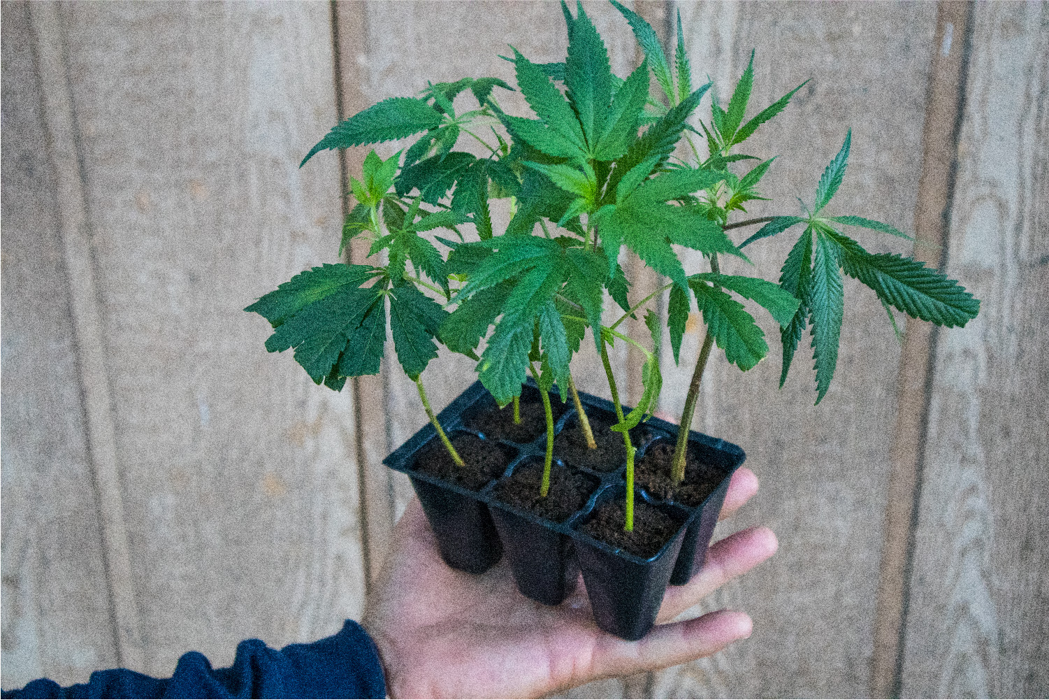 How to Clone Weed