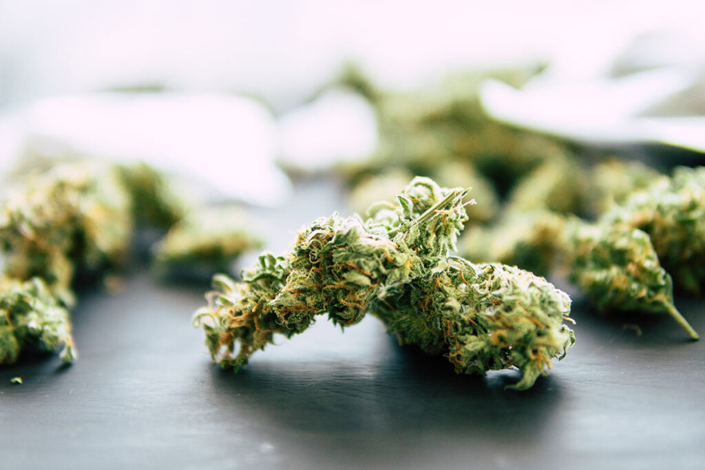 Mimosa Strain IndoGrow