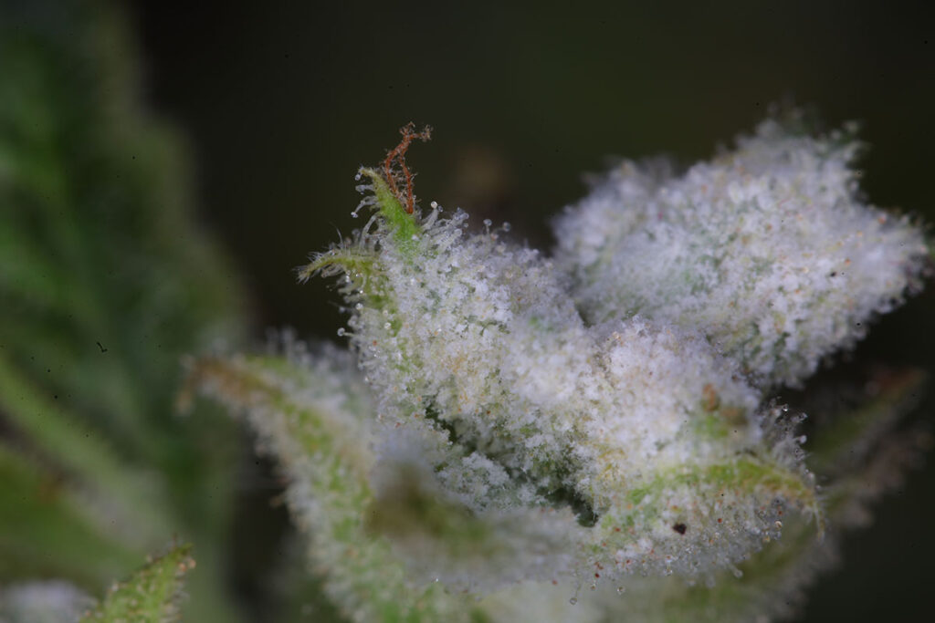 What Does Weed Mold Look Like Mold on Weed: A Complete Guide - IndoGrow