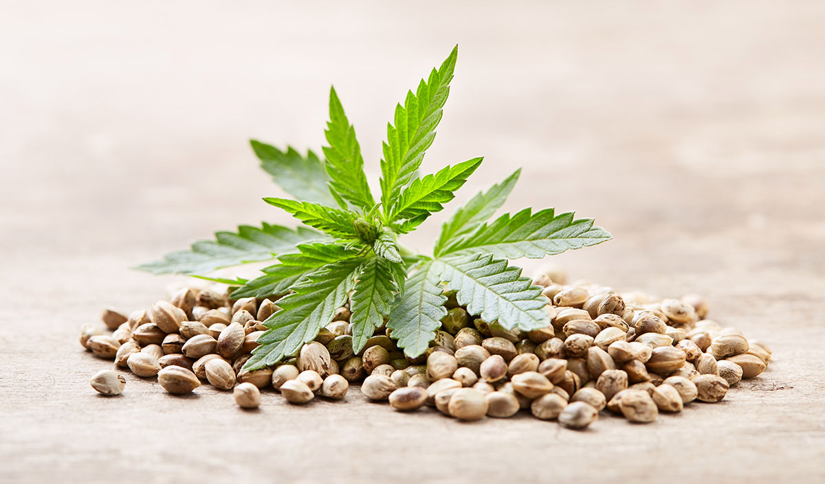Where to Buy Marijuana Seeds