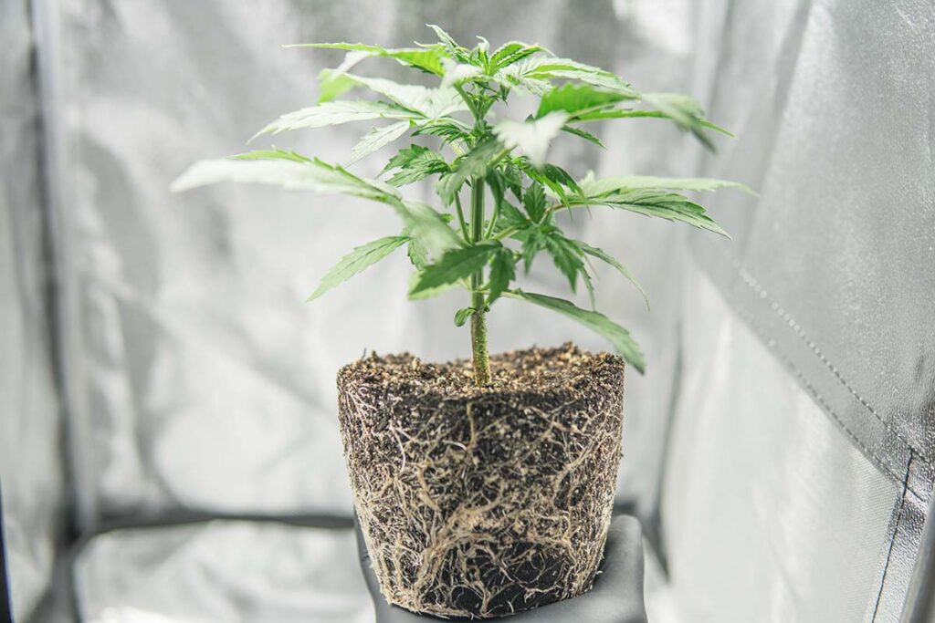 Weed Clone Care How to Grow Clones Indoors in Soil IndoGrow