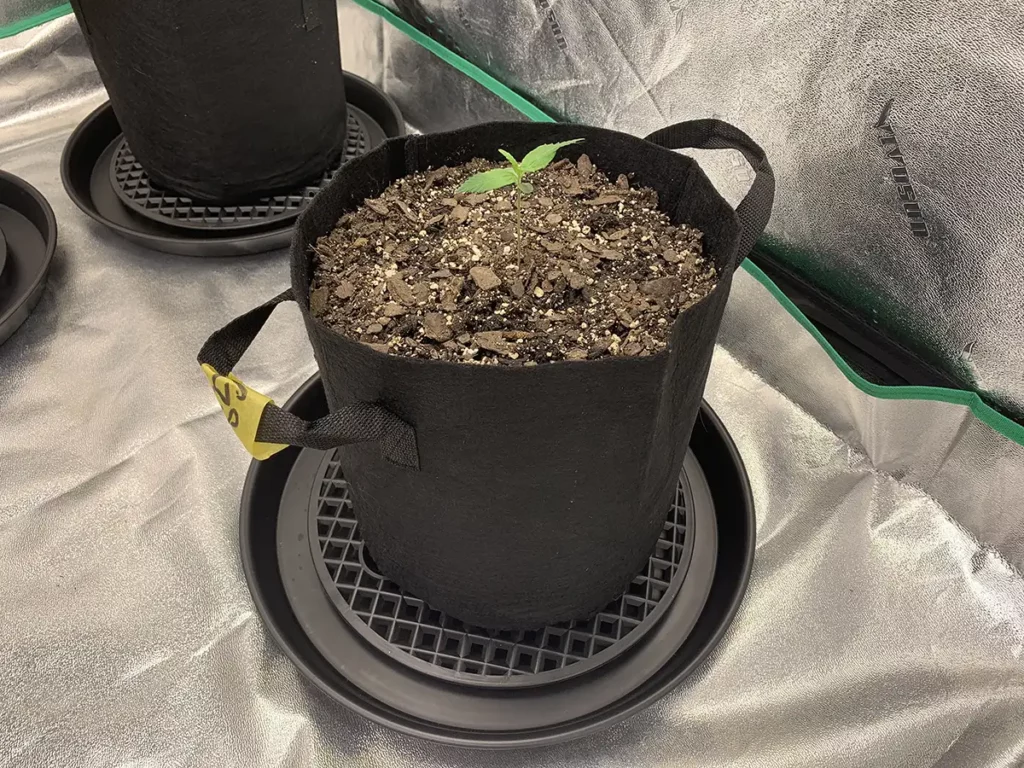 Autoflower Seedling in a 3 Gallon Fabric Pot