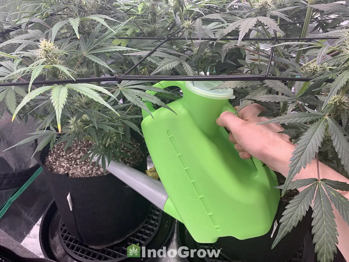 Watering Cannabis