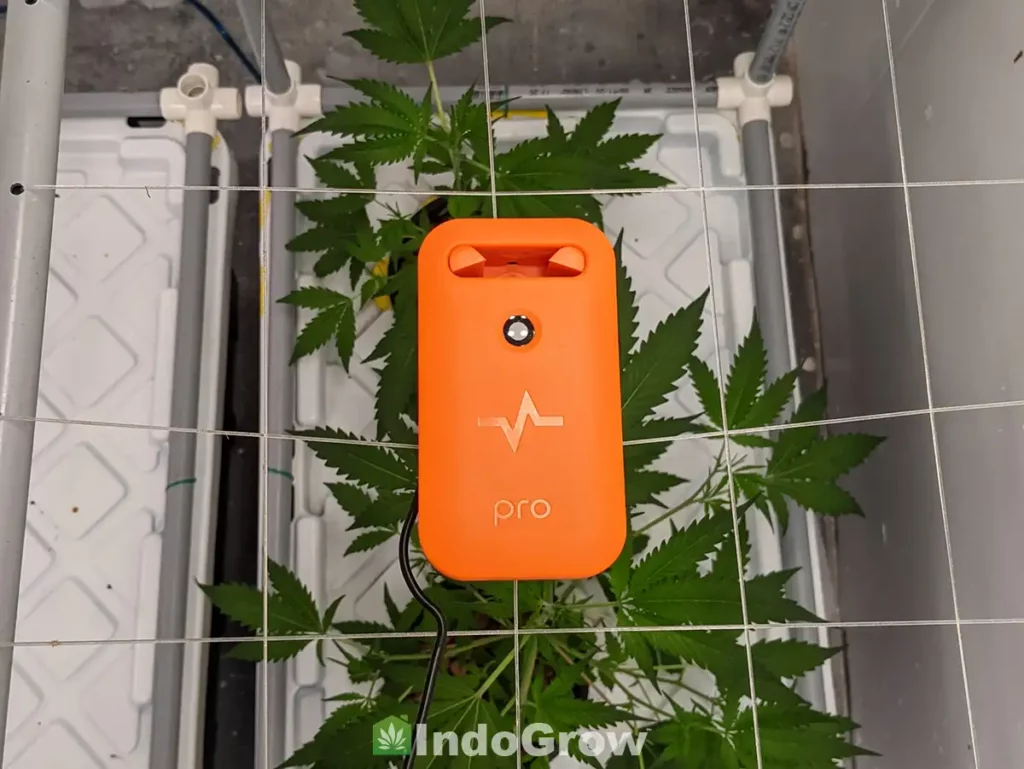 Pulse VPD Meter for Cannabis