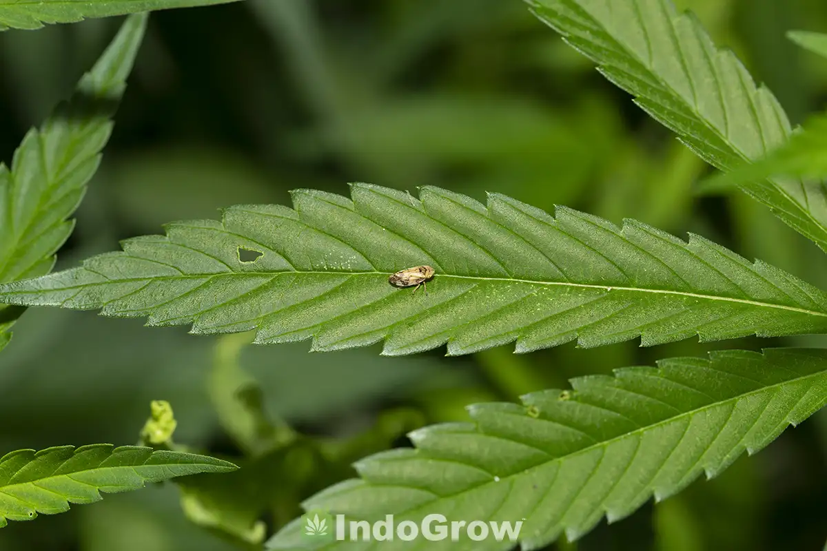 Pest on Cannabis Leaf