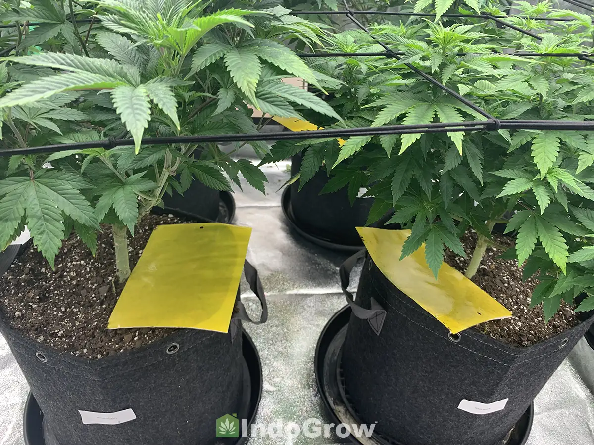 Cannabis Integrated Pest Management Bug Strips